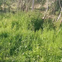 باغ حیدره قاضی خان