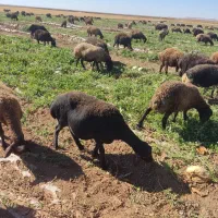 میش وقوچ افشار آبستن