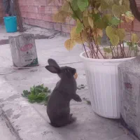 دو عدد خرگوش منی لوپ
