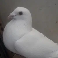 پلاکی نر