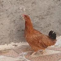 مرغ عربی