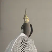 متقاضی عروس هلندی نر سه ماهه