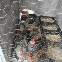 تعدادی خروس آمروک