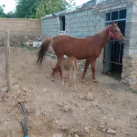 فروش