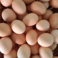 تخم مرغ محلی