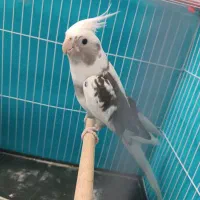 دو جفت عروس هلندی به شرط