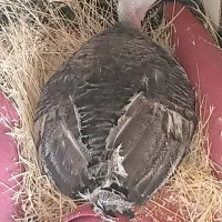 بوقلمو کرچ