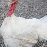 بوقلمون بیوتی گوشتی