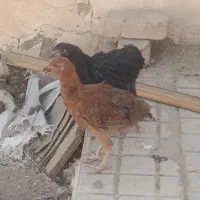 تیمچه جوجه مرغ