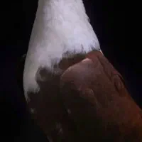 کبوتر.