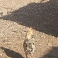 جوجه مرغ گلین