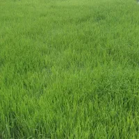 نشا برنج دم سیاه (درجه یک)