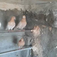کفتر ، کبوتر