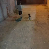 سگ پاکوتاه