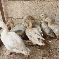 جوجه اردک پروازی مرواریدی