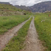 یونجه خشک