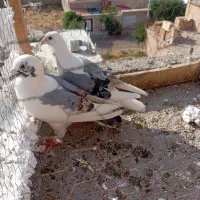 کفتر گراف