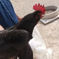 دو عدد خروس جوان