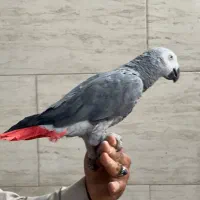 کاسکو|پرنده|شهریار, شهریار|دیوار