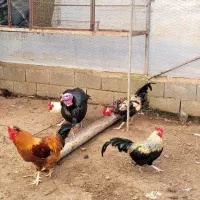 حیوانات ولوازم مزرعه