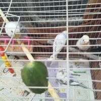 4تا مرغ عشق دستی