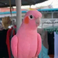 کسی پرنده گم نکرده