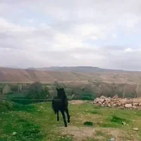 کره نریان 11ماه یورقه