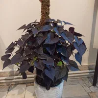 گل پتوس بنفش