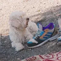 پاکوتاه ماده
