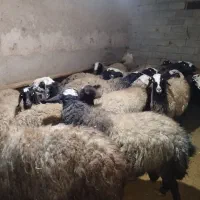 فروش میش|حیوانات مزرعه|بزینه رود, |دیوار