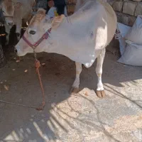 گاو5 ماهه آبستن جوان کردی