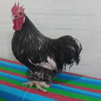 خروس