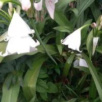 گل سوسن غول پیکر