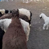 بره نر