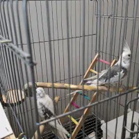 فروش یک جفت عروس هلندی