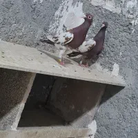 نرو ماده کارل میولمنز