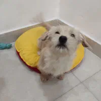 واگذاری  رایگان سگ