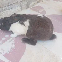 خرگوش