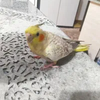 عروس هلندی گم شده