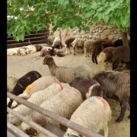 گوسفند زنده گوشتی ارگانیک