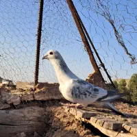 کفتر بدرنگ شامی