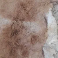 فروش پوست دباغی شده مخصوص تابلو