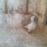 کفتر شامی