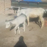 خریداره واقعی زنگ بزنه