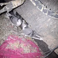 جوجه دم گیر درجه یک