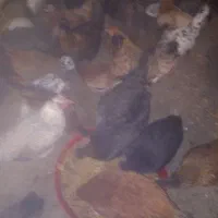 مرغ محلی|حیوانات مزرعه|سنندج, |دیوار