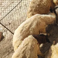 بره نر پرواری