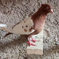 کفتر سینه سیاه سرخ نر و ماده بهبهانی.