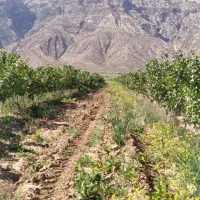 باغ پسته زمین کشاورزی