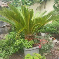 فروش گل و گیاه